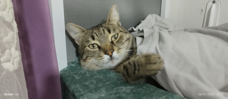 Tekir Kedi, Kedi  LEO fotoğrafı