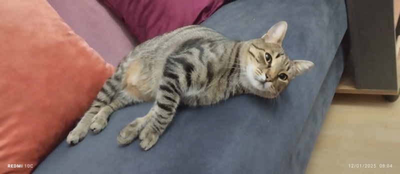 Tekir Kedi, Kedi  LEO fotoğrafı