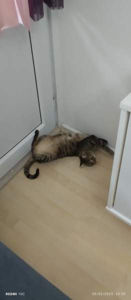 Tekir Kedi, Kedi  LEO fotoğrafı