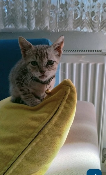 Tekir Kedi, Kedi  LEO fotoğrafı