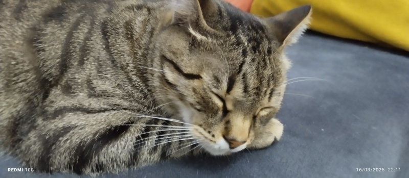 Tekir Kedi, Kedi  LEO fotoğrafı