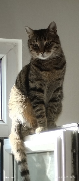 Tekir Kedi, Kedi  LEO fotoğrafı