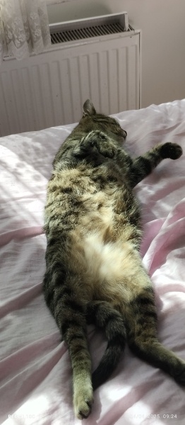Tekir Kedi, Kedi  LEO fotoğrafı