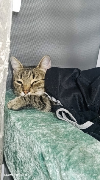 Tekir Kedi, Kedi  LEO fotoğrafı