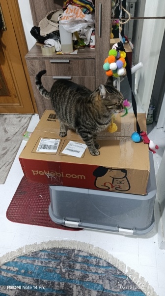 Tekir Kedi, Kedi  LEO fotoğrafı
