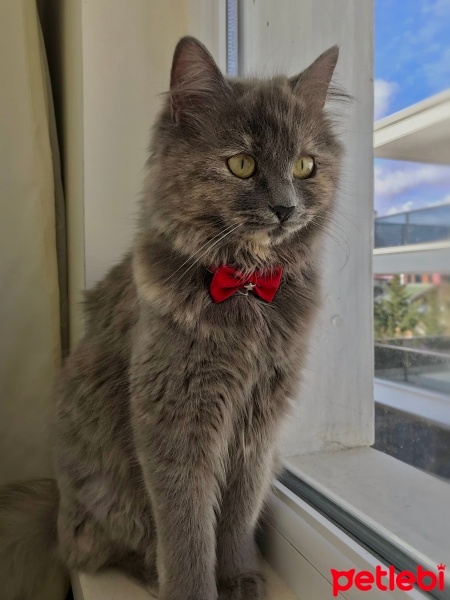 British Longhair, Kedi  Mia fotoğrafı