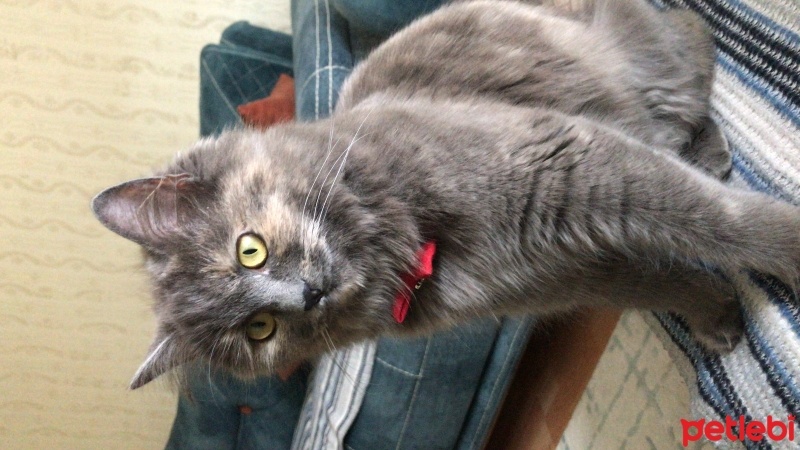 British Longhair, Kedi  Mia fotoğrafı