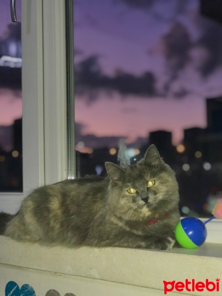 British Longhair, Kedi  Mia fotoğrafı