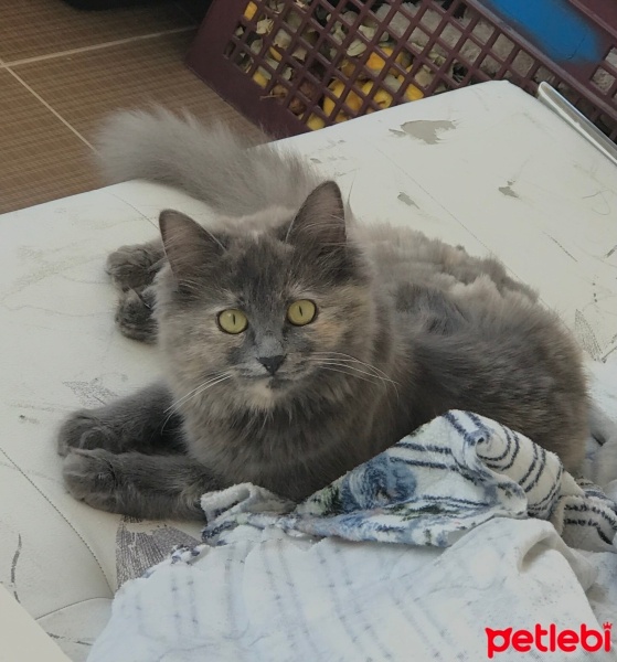 British Longhair, Kedi  Mia fotoğrafı