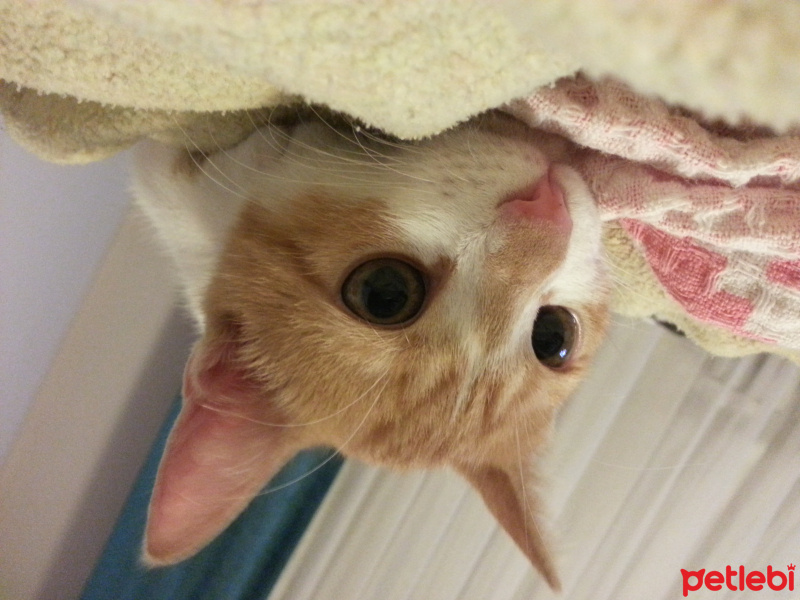 Tekir Kedi, Kedi  Popik fotoğrafı