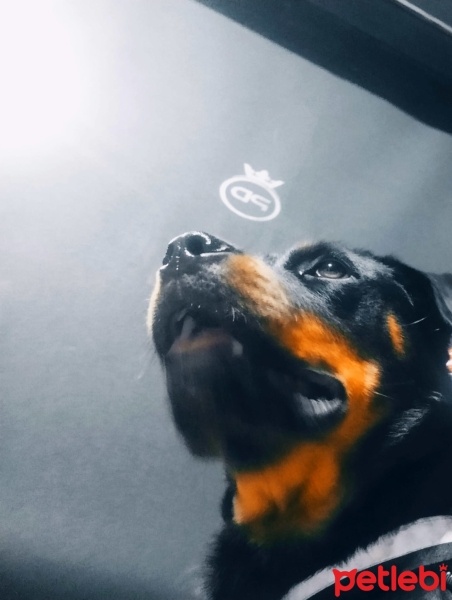 Rottweiler, Köpek  marla fotoğrafı