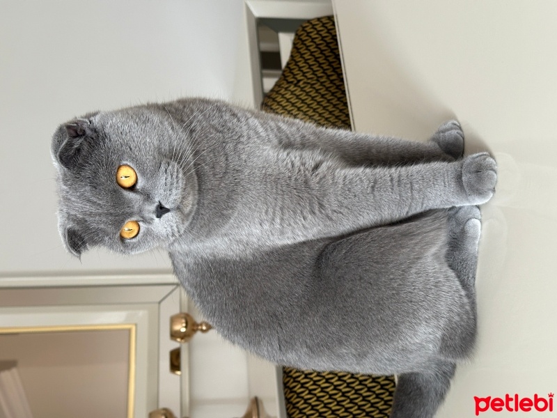 Scottish Fold, Kedi  Şurup fotoğrafı