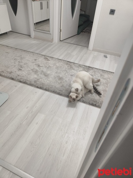 Scottish Fold, Kedi  Asya fotoğrafı