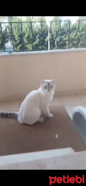 Scottish Fold, Kedi  Asya fotoğrafı