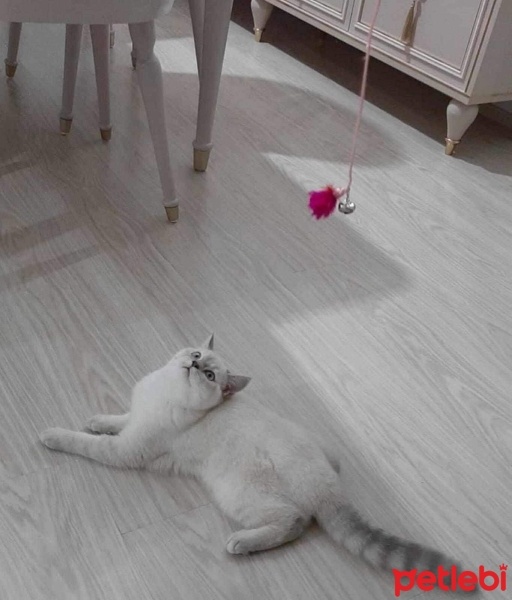 Scottish Fold, Kedi  Asya fotoğrafı