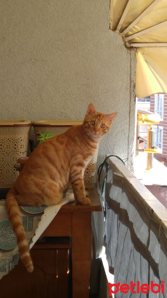Tekir Kedi, Kedi  Tekir fotoğrafı