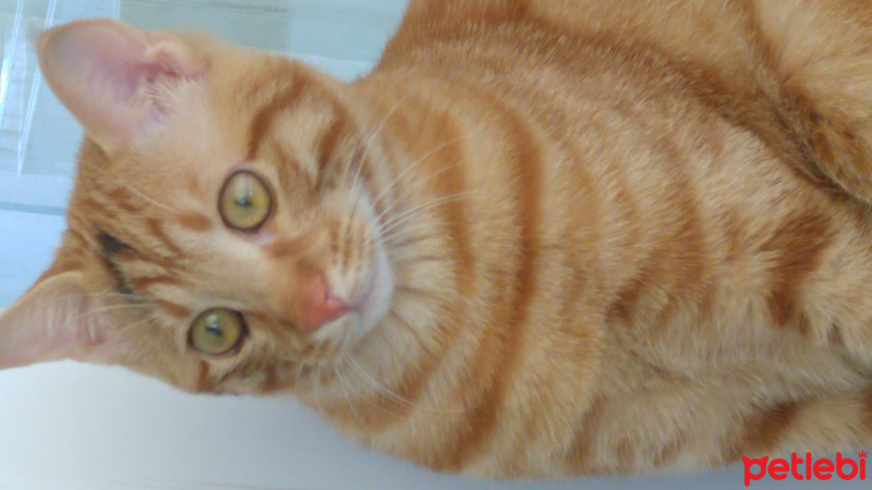 Tekir Kedi, Kedi  Tekir fotoğrafı