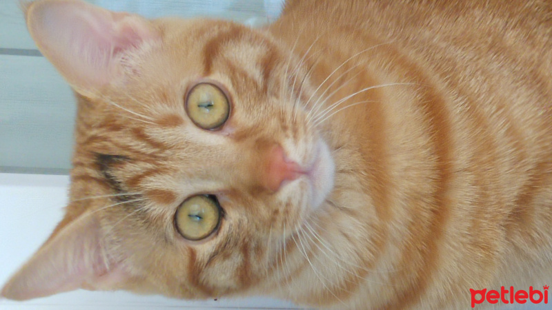 Tekir Kedi, Kedi  Tekir fotoğrafı