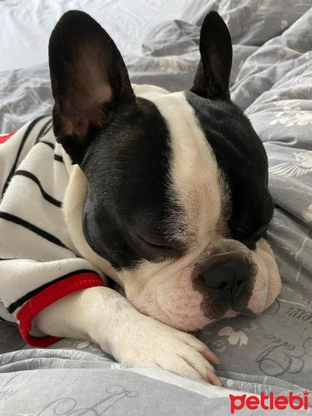 Fransız Bulldog, Köpek  Leta fotoğrafı