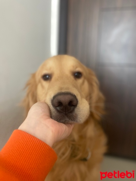 Golden Retriever, Köpek  Louie fotoğrafı