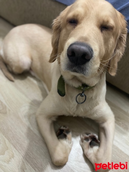 Golden Retriever, Köpek  Louie fotoğrafı