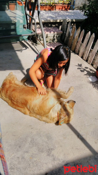 Golden Retriever, Köpek  Dost fotoğrafı