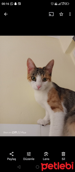 Tekir Kedi, Kedi  Maya fotoğrafı