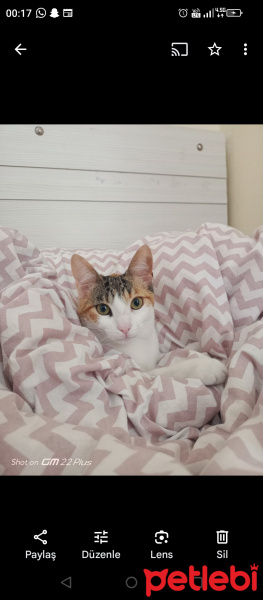 Tekir Kedi, Kedi  Maya fotoğrafı