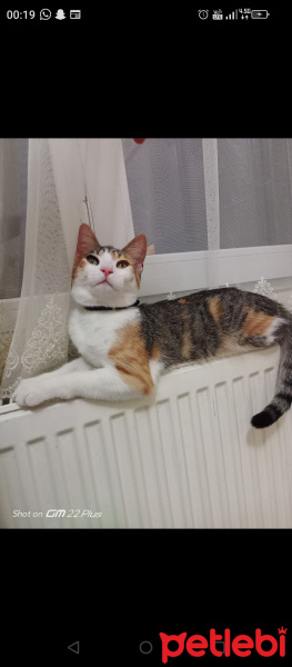 Tekir Kedi, Kedi  Maya fotoğrafı