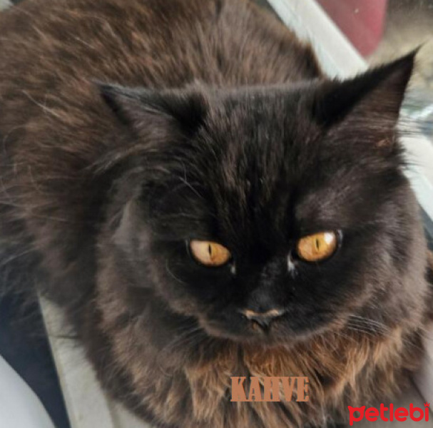 İran Kedisi (Persian), Kedi  KAHVE fotoğrafı