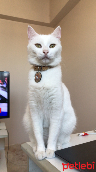 Tekir Kedi, Kedi  Narin fotoğrafı