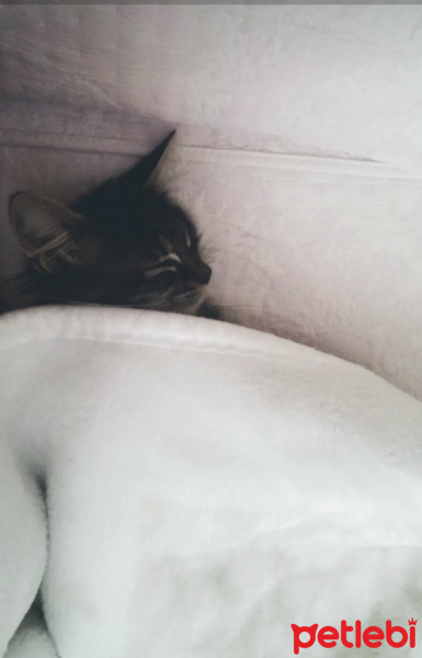 Maine Coon, Kedi  pati fotoğrafı