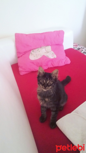 Maine Coon, Kedi  pati fotoğrafı