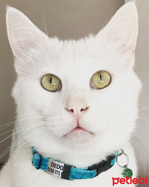 Tekir Kedi, Kedi  Dedoş fotoğrafı