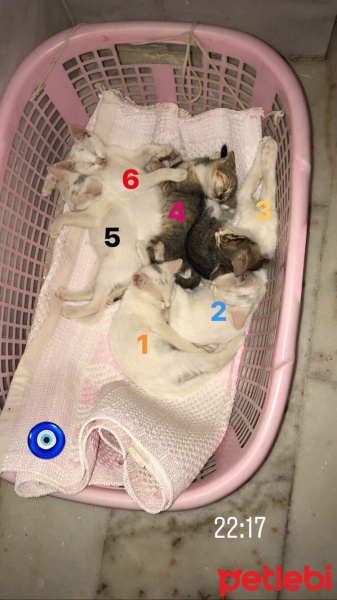 Tekir Kedi, Kedi  Dedoş fotoğrafı