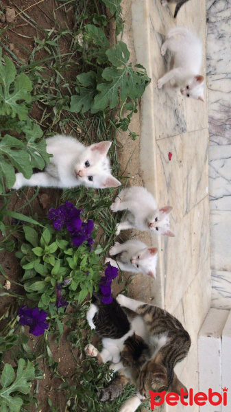Tekir Kedi, Kedi  Dedoş fotoğrafı