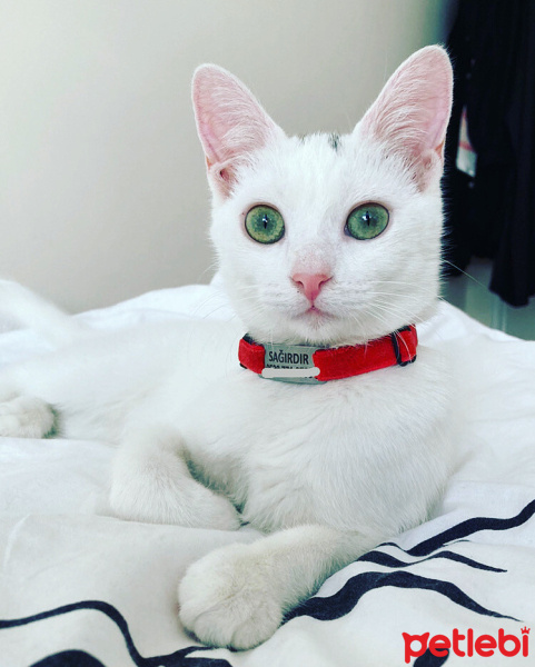 Tekir Kedi, Kedi  Afrodit (afro) fotoğrafı