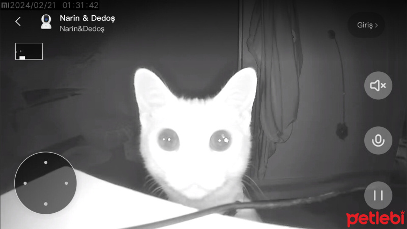 Tekir Kedi, Kedi  Afrodit (afro) fotoğrafı