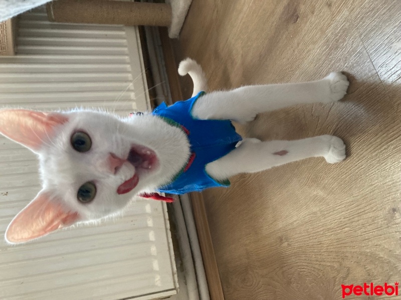 Tekir Kedi, Kedi  Afrodit (afro) fotoğrafı