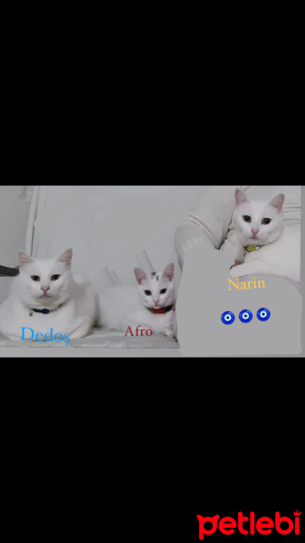 Tekir Kedi, Kedi  Afrodit (afro) fotoğrafı