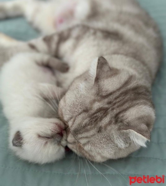 Scottish Fold, Kedi  Köpük fotoğrafı