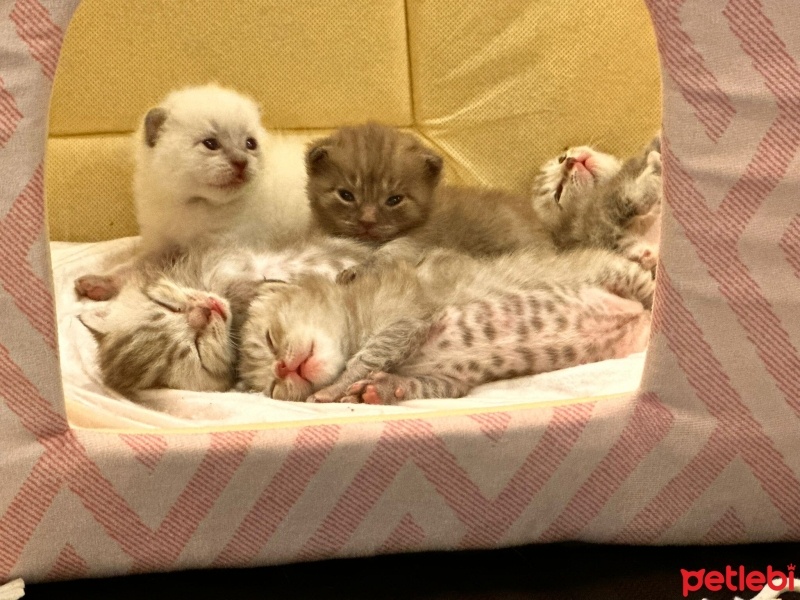 Scottish Fold, Kedi  Köpük fotoğrafı
