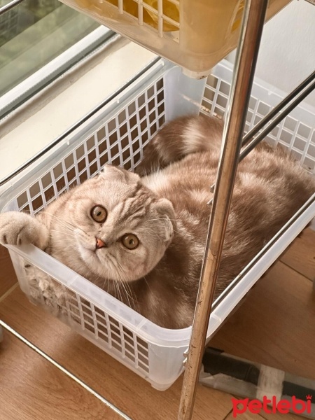 Scottish Fold, Kedi  Köpük fotoğrafı