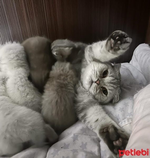 Scottish Fold, Kedi  Köpük fotoğrafı