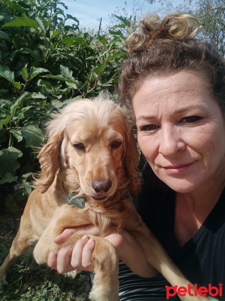 Amerikan Cocker Spaniel, Köpek  Betty fotoğrafı