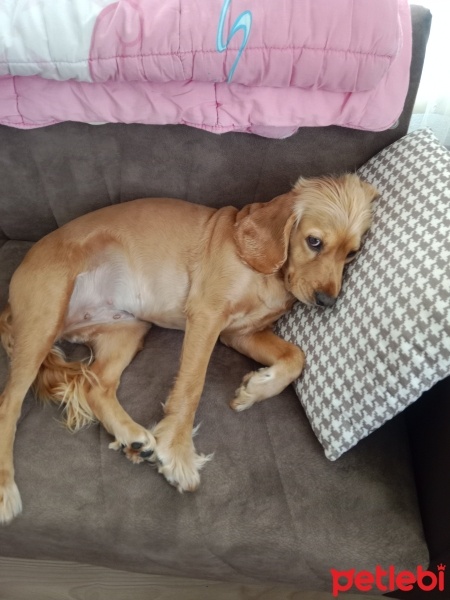 Amerikan Cocker Spaniel, Köpek  Betty fotoğrafı