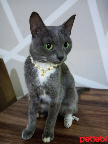 Mavi Rus, Kedi  Ketya fotoğrafı