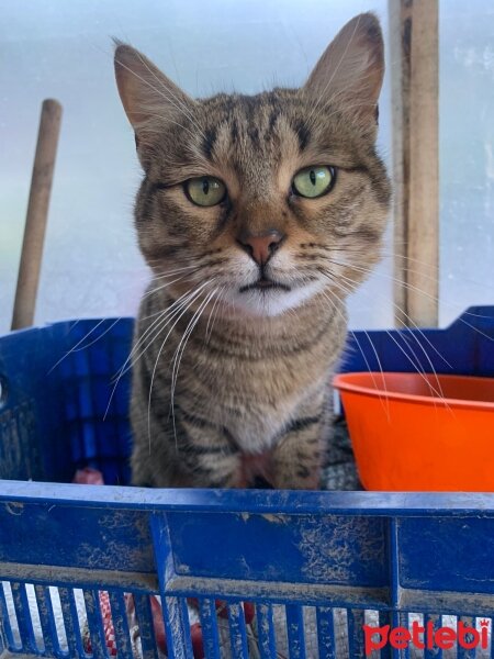 Tekir Kedi, Kedi  enik fotoğrafı