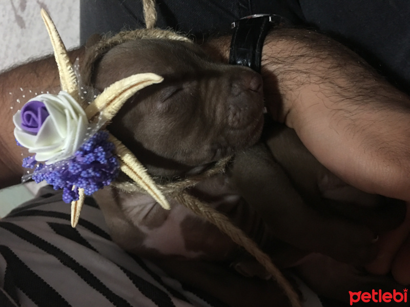 Amerikan Pitbull Terrier, Köpek  Ela fotoğrafı