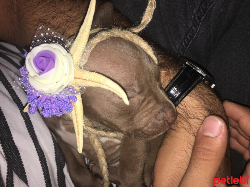 Amerikan Pitbull Terrier, Köpek  Ela fotoğrafı